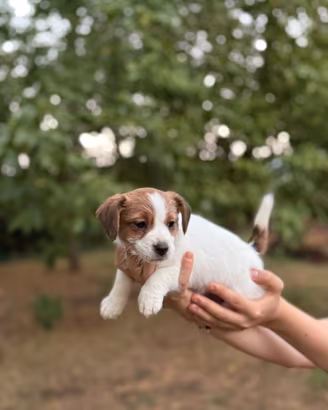 Cucciola Jack Russell