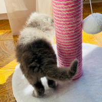 Gatto Siberiano