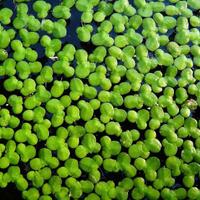 Lemna Minor (Lenticchia d'acqua)