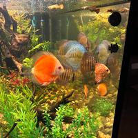 Discus in gruppo