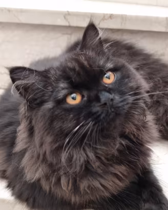 Scottish Straight Longhair con Pedigree 