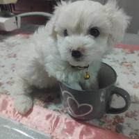 Cuccioli maltese