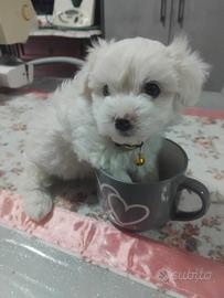 Cuccioli maltese