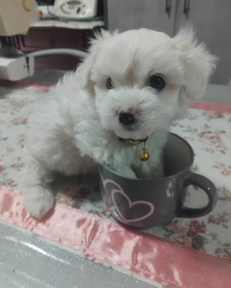 Cuccioli maltese