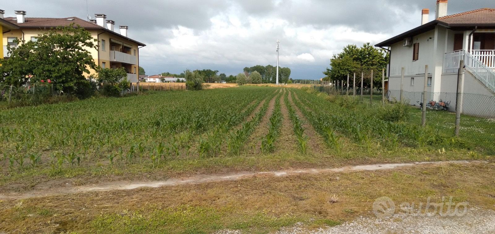 Terreno edificabile e agricolo - Vista 4