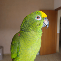 Amazzone pappagallo