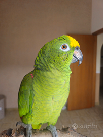Amazzone pappagallo
