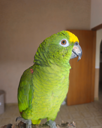 Amazzone pappagallo