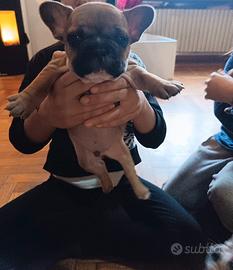 Bulldog francese