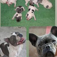 Bulldog francese