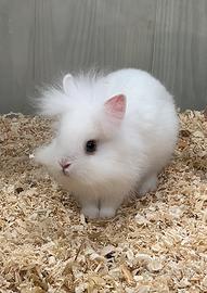 Coniglio testa di leone e accessori