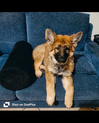 Cane corso e pastore tedesco