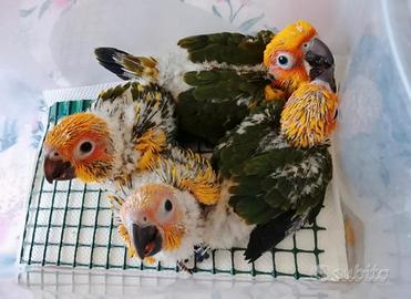 Pappagallo conuro del sole