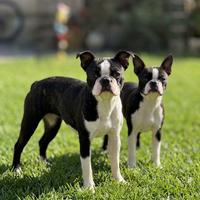 Boston Terrier Femmine