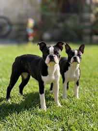 Boston Terrier Femmine