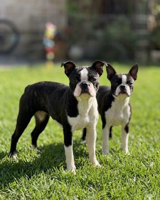 Boston Terrier Femmine