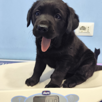 Labrador retriever cucciola