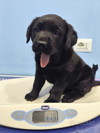 Labrador retriever cucciola