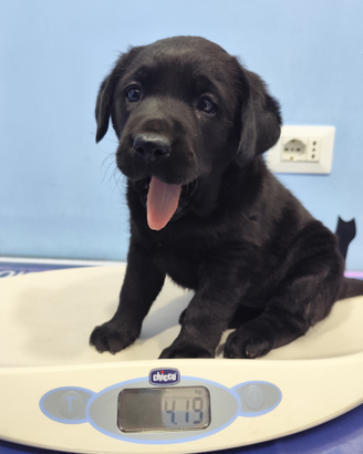 Labrador retriever cucciola