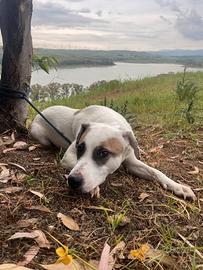 Femmina Salvata da una vita di stenti