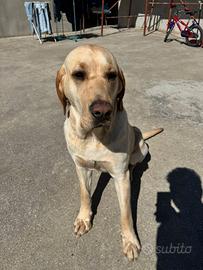 Cane labrador/segugio 7mesi vaccinato r