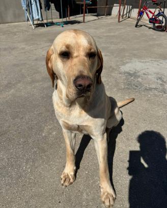Cane labrador/segugio 7mesi vaccinato r