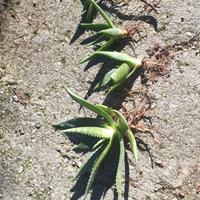 Pianta Aloe Vera