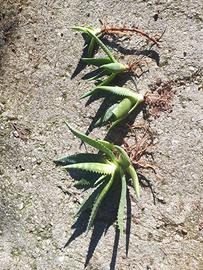 Pianta Aloe Vera