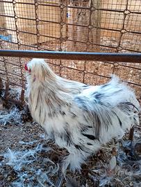 Galline ornamentali