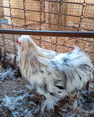 Galline ornamentali
