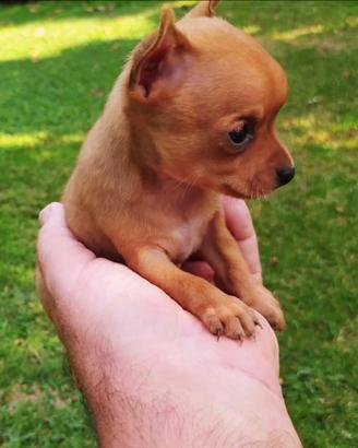 Chihuahua