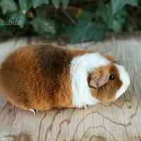 Cavie di razza (porcellini d'india)