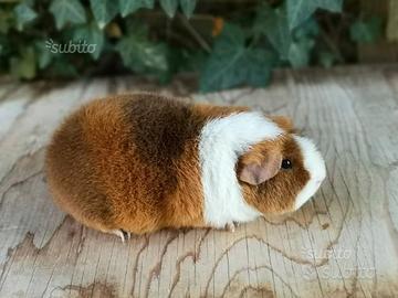 Cavie di razza (porcellini d'india)