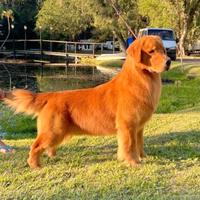 Cuccioli golden retriever americano