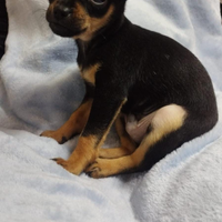 Disponibile Pincher