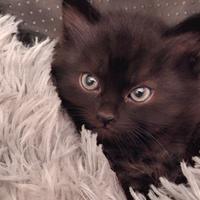 Cat sitter
