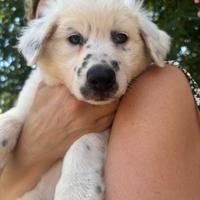 Cucciolo di Border collie puro