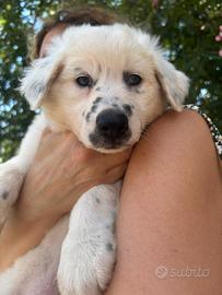 Cucciolo di Border collie puro