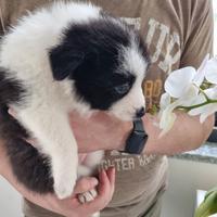 Cucciola di border collie