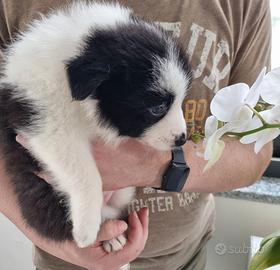 Cucciola di border collie