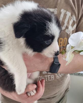 Cucciola di border collie
