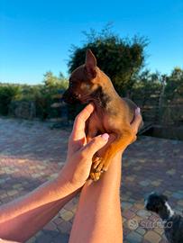 Cuccioli di pincher