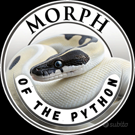 Pitoni reali allevamento amatoriale