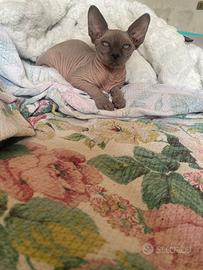 Gattina Sphynx