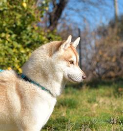Husky Siberian 2 anni femmina con ENCI pedigree
