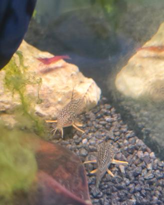 Corydoras