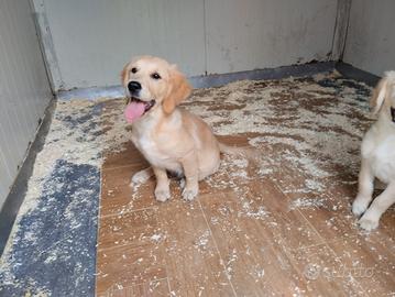 Cucciolo Golden Retriever con pedigree