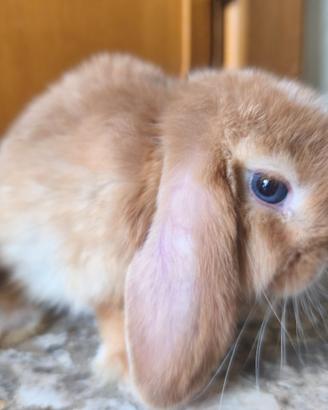 Conigli nani Ariete/mini lop