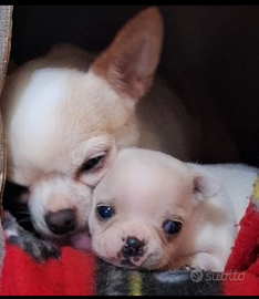 Cucciolo di chiguahua mini toy