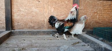 Galline